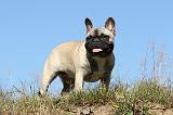 BOULEDOGUE FRANCAIS 493